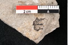 Foto (Detailansicht) von Plantae indet.  (NHMW-GEO-2024-0188-6695)